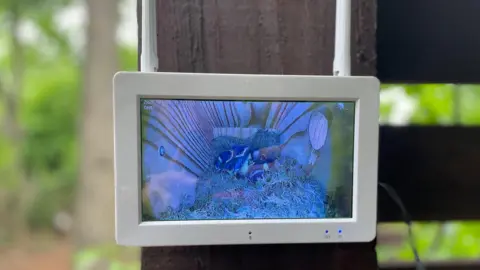 Simon Thake A video of great tit chicks feeding hangs from a tree in woodland