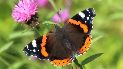 PA Media A Red Admiral butterfly sitting on a pink flower. It has black, red and white wings and a black body. 
