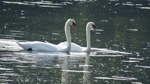 Two white swans together on the water with drops of water dripping from one of their beaks