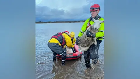 Cheshire Fire and Rescue Service A firefighter is carrying a sheep out of the water as two other firefighters bring a sheep in on an inflatable raft.