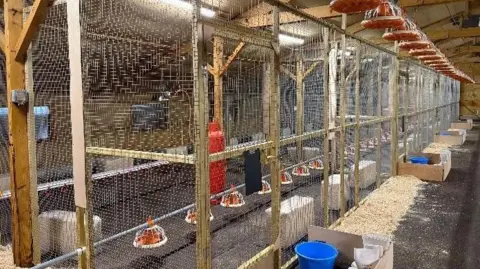 Traditional Norfolk Poultry An indoor wooden poultry pen which will be used to house turkeys taking part in a vaccine trial.