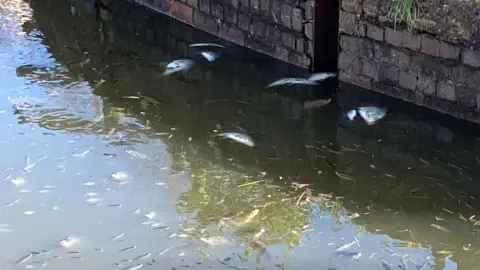 Dead or dying fish in the canal in Devizes. The water is fairly clear and there is a grey brick wall acting as a bank