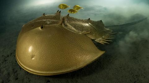 A horseshoe crab in the sea with three small striped fish swimming above it