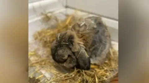 The rabbit with brown fur, sitting on some straw