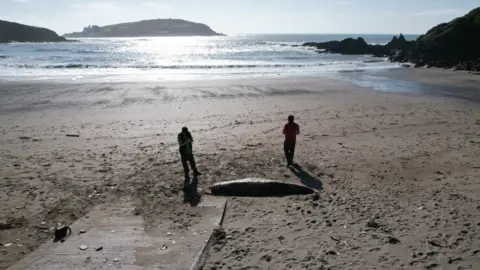 Rob Deaville An ariel shot of two men stood either side of the sperm whale.