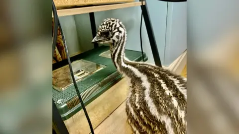 Rhi Evans An emu chick, which has cream and brown stripes, leans into a bird feeder.