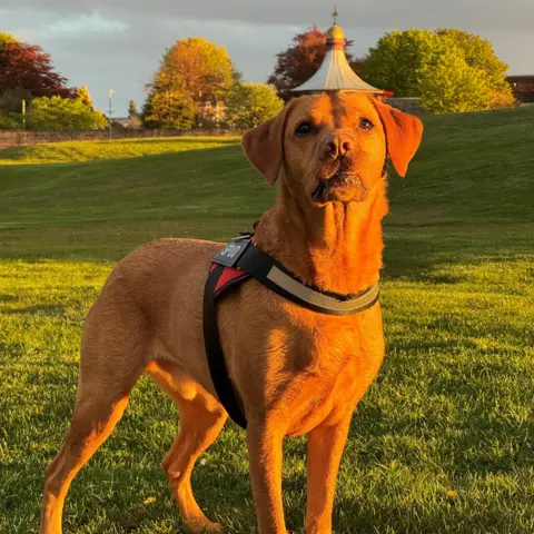 Elena Reid A dog standing in the evening sun, the top of a bandstand in the distance appears to be sitting on its head due to the perspective and angle.
