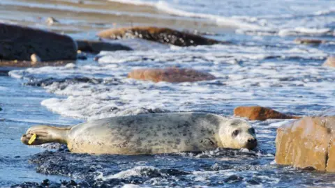 Tynemouth Aquarium A grey seal is lying at the water's edge on a beach among brown rocks. It is light-grey coloured with black spots on its body. The waves are washing over it as it enters the North Sea.