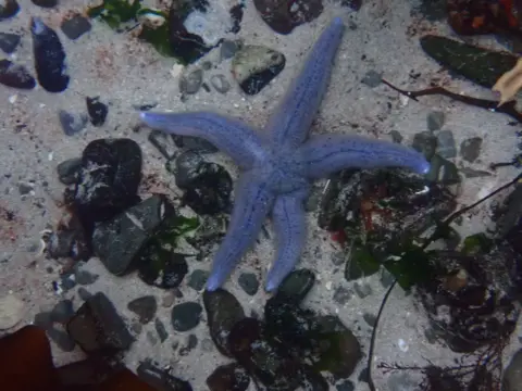 Emma Williamson Blue starfish on the sandy ocean floor among rocks and pebbles