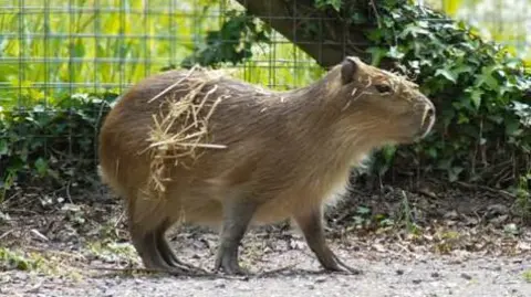 Marwell Zoo Tango, capybara, a large rodent standing in an enclosure in the sunshine.