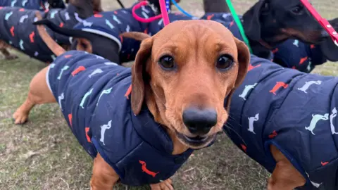 Richard Knights/BBC A brown sausage dog pictured with a group of about six other sausage dogs. It is wearing a navy blue jacket which is patterned with green, grey and red little sausage dogs. 