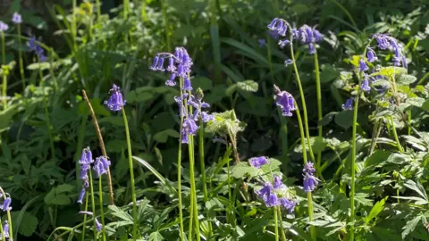 Bluebells glow in the sunlight in woodland in the Forest of Dean.