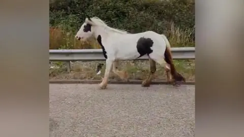 Horse on the loose