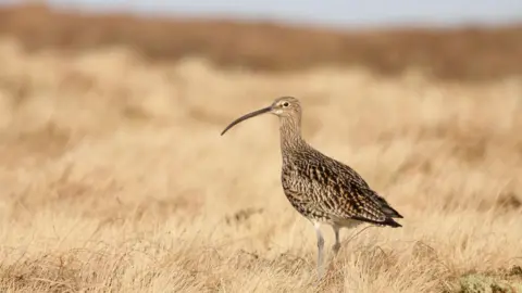 RSPB curlew