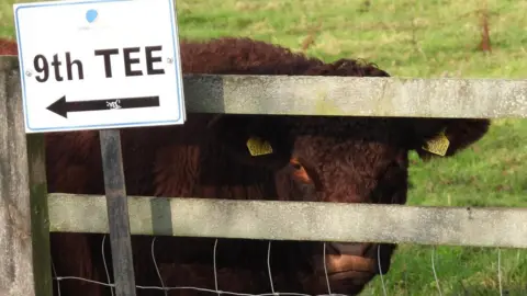 Andy Jackson A brown fluffy cow behind a wooden fence, standing on a green field, looking straight towards the camera lens.