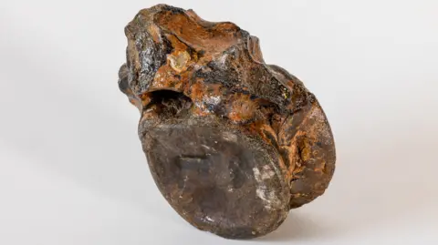 Close up of vertebra bone which has been placed on a cream surface. It is brown and rusty coloured.