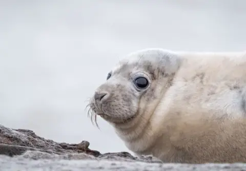 Hanne Siebers, National Trust Images A grey seal pup's head, cropped with a bit of its shoulder showing, staring at the camera