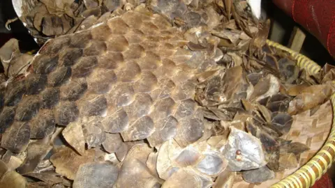 TRAFFIC Pangolin scales intercepted on Borneo