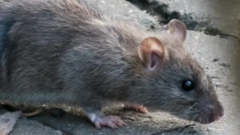 Rat