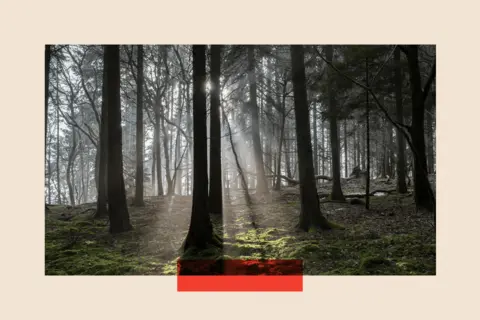 Mike Kemp via Getty Images Bucknell Wood ancient woodland in mist and sunlight