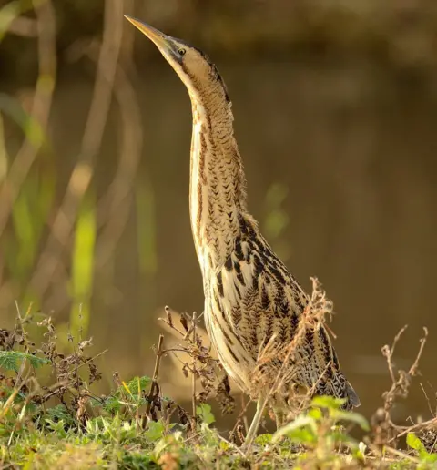 London Wetland Centre Bittern