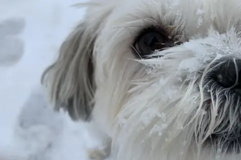 Alison Mills Molly the dog enjoying the snow