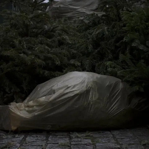 Spei Trees covered with plastic sheeting