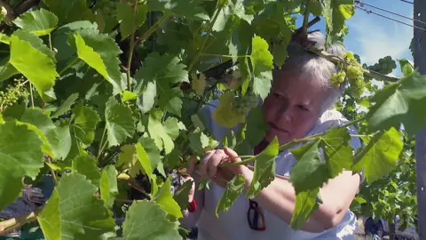 Alina Stankus is pruning a vine which has bunches of green grapes.