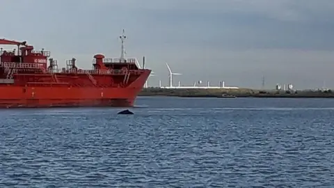 Richard Banner Whale in Thames