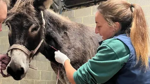 Isle of Wight Donkey Sanctuary donkey with blood-filled medical tube coming out of its neck