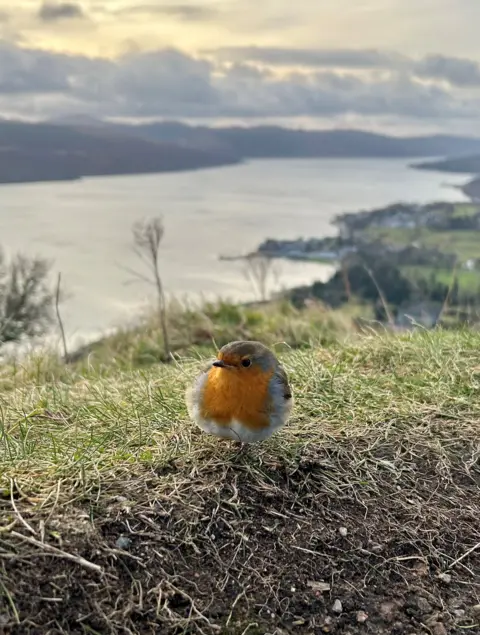 Ian Burns Robin in the foreground with an expanse of water and mountains behind. The sky is yellow.