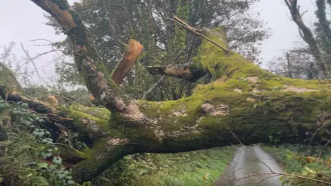 A large tree is seen fallen across a road