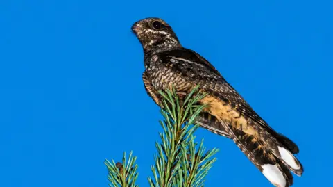 A nightjar sitting on the top of a green coloured Scots pine tree against a blue sky