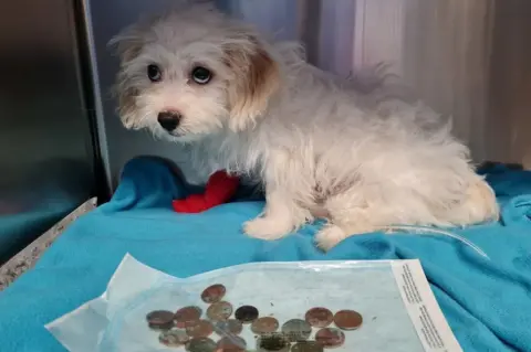 PDSA Daisy and the swallowed coins