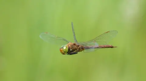 NT/Ross Hoddinott Norfolk Hawker dragonfly