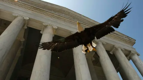 Getty Images Challenger, a bald eagle, flies in Washington DC