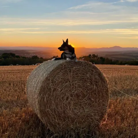 Gillian Richardson Dog on a hay bale at sunset