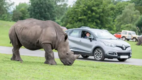 PA A rhino in the foreground is eating grass inside Woburn Safari Park watched by a woman in her car.  