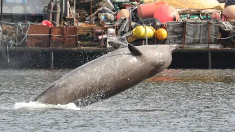 Steve Truluck At Sea  whales