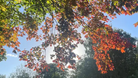 BBC Weather Watchers/Janiris Sunlight creeping behind green and red leaves on a tree in Dudley.