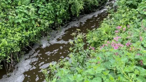 A picture of a stream with waste in it and plants surrounding the stream.