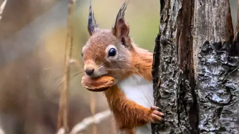 A red squirrel gripping the side of a tree, with a nut in its mouth.