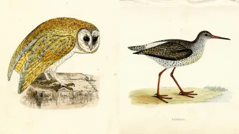 East Riding of Yorkshire Council Illustrations of an owl and a redshank