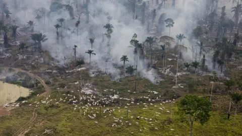 Greenpeace Human-made fires designed to clear the Brazilian rainforest for cattle and crops