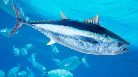 Getty Images Bluefin tuna