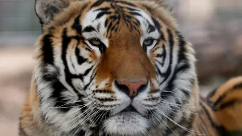 A close-up of Aqua the tiger shows the black stripes on his face, among patches of white and orange fur. His eyes are green and he has lots of long white whiskers, and looks healthy.