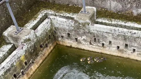 Yorkshire Water Overhead view showing a rectangular water treatment tank, with six ducklings swimming together.