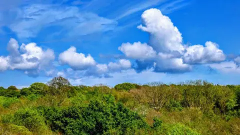 Andy Chapman Bushes and trees under a blue sky with white fluffy clouds 