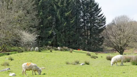 Getty Images Sheep and woodland in Snowdonia