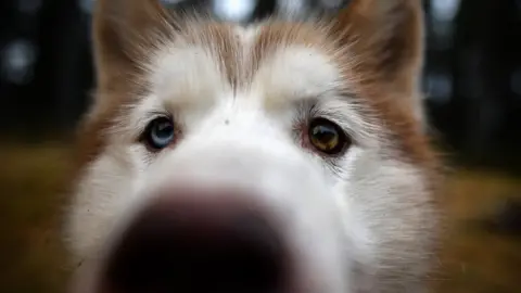 Jeff J Mitchell/Getty Images Sled dog
